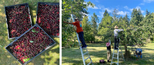 Fruit Rescue